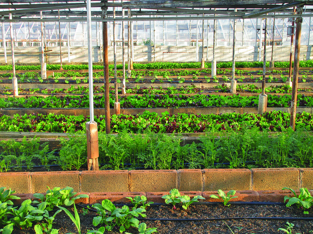 Agriculture urbaine