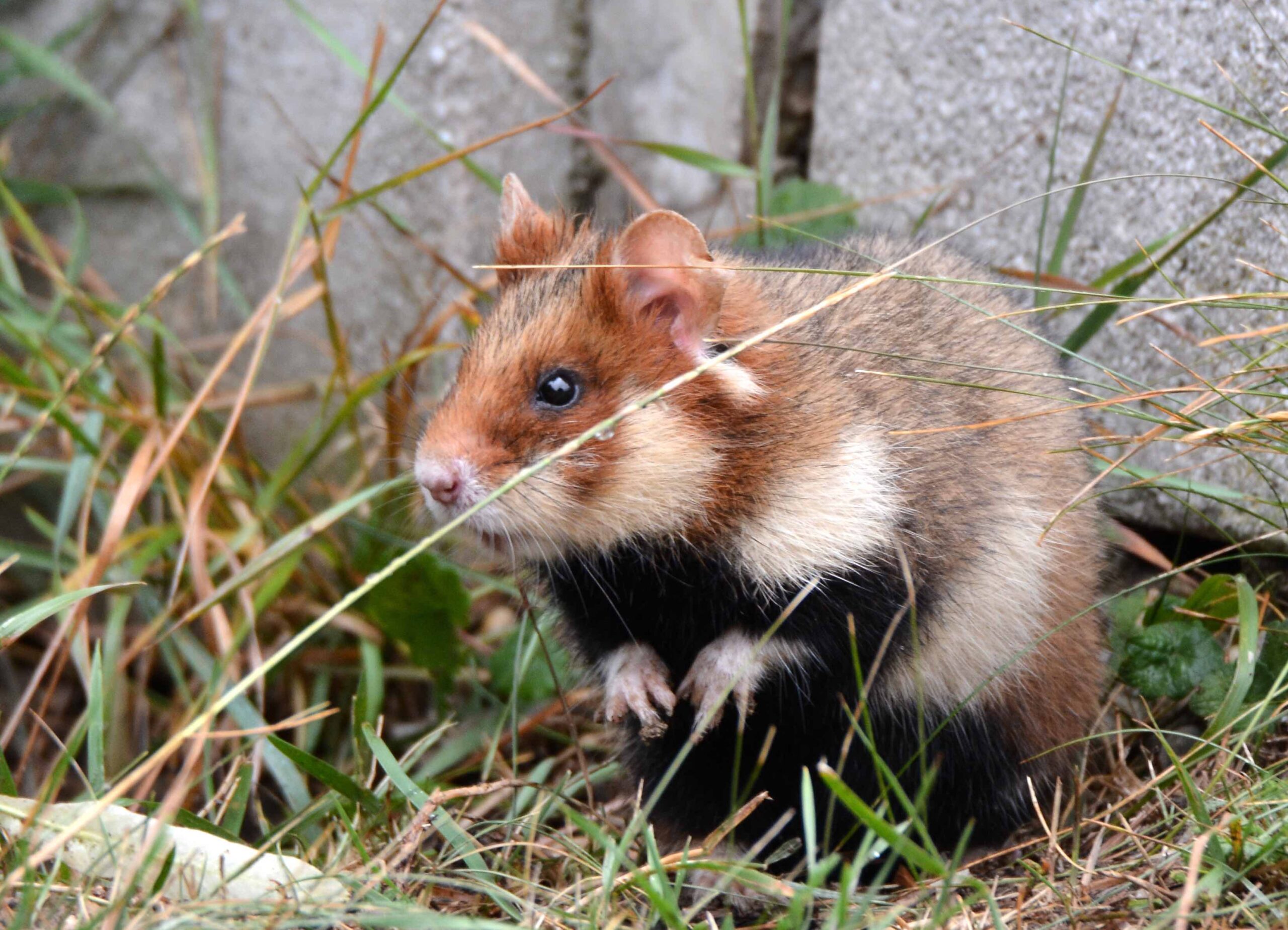 Grand Hamster d'Alsace