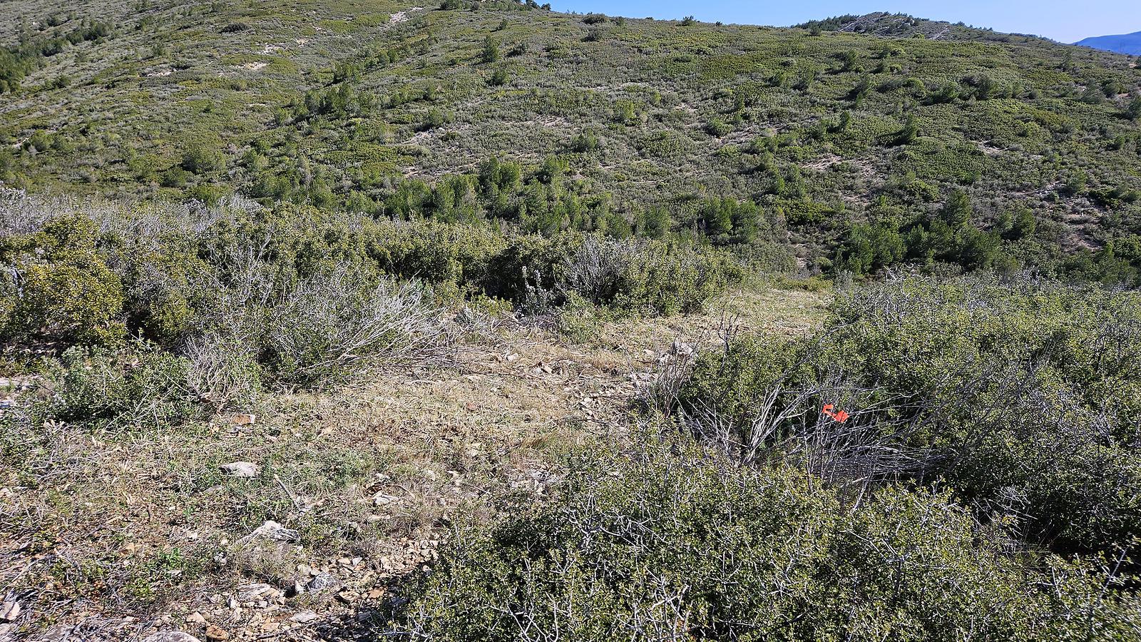 Zone ayant subi un brûlage dirigé. ©️Office National des Forêts